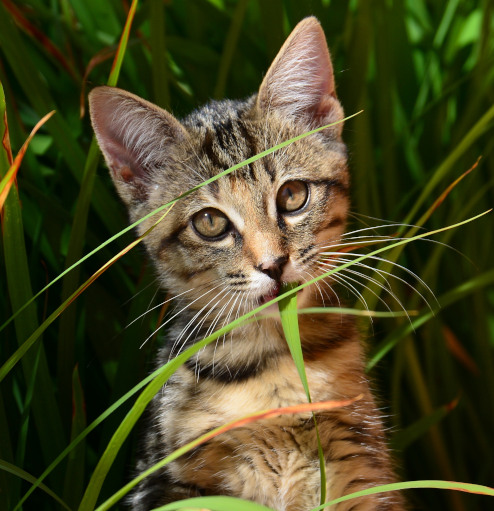 A Cat In The Grass