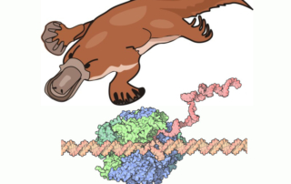 A drawing of a playpus, an animal with a duck-like bill, four legs and fur, and an illustration of molecular DNA replication