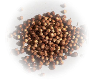 A pile of round coriander seed.